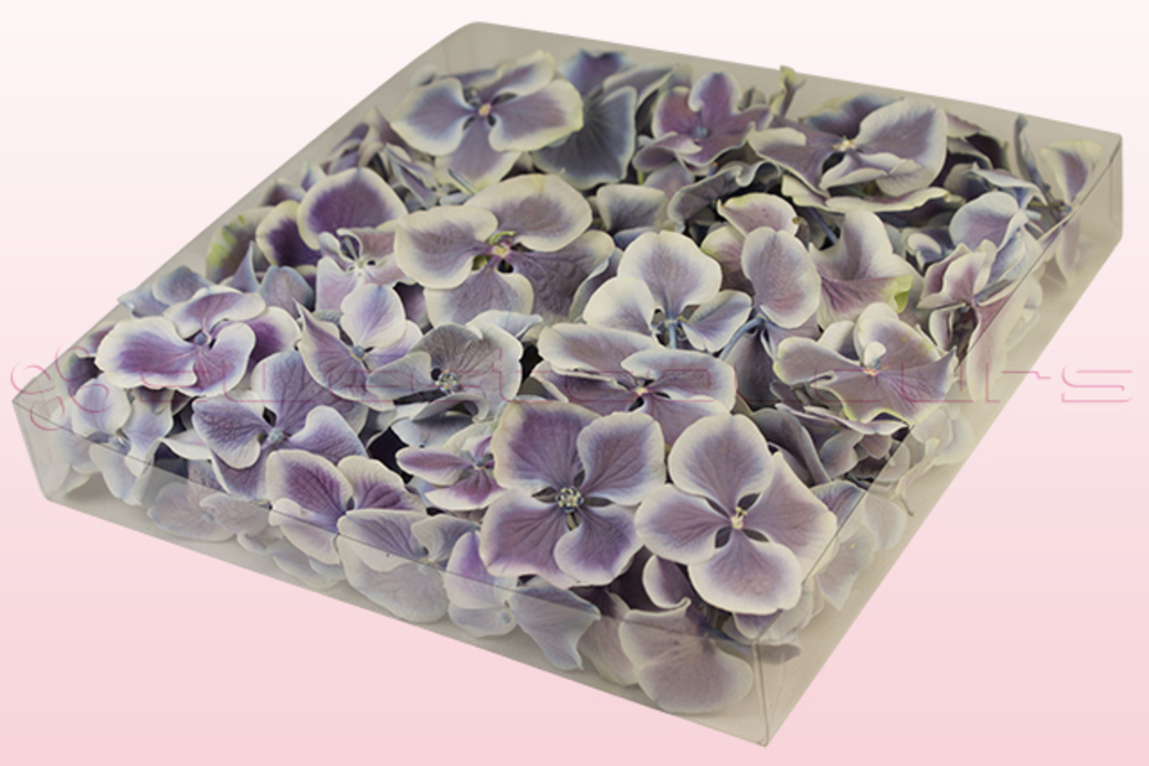 Hydrangea Petals Lilac & White