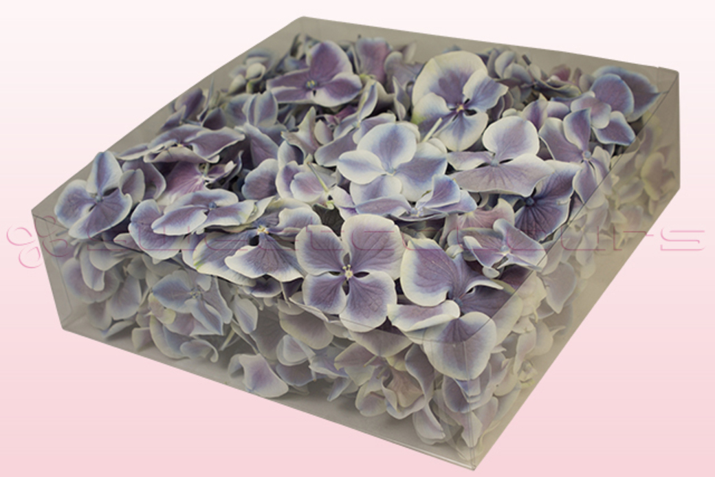Hydrangea Petals Lilac & White