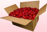 Boîte de 24 litres de pétales de roses lyophilisés couleur rouge clair.