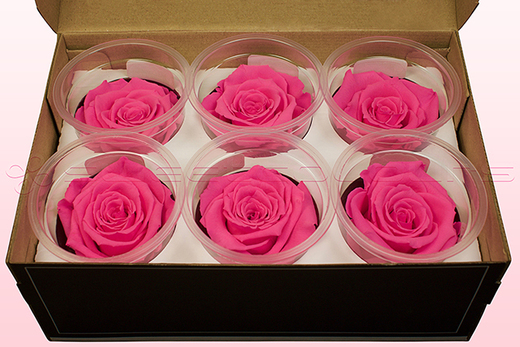 6 Preserved Rose Heads, Dark Pink, Size L
