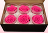 6 Preserved Rose Heads, Dark Pink, Size XL
