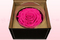 1 konservierte Rose, Dunkelrosa, Größe XXL