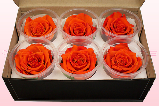 6 Rose Stabilizzate, Arancione-Giallo, Taglia XL