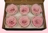 6 Rosas Sin Tallo Preservadas, Rosa claro-blanco, Tamaño XL