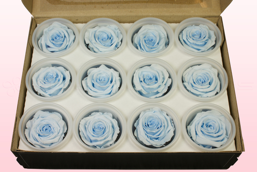 12 Têtes De Roses Conservées, Bleu Clair, Taille M