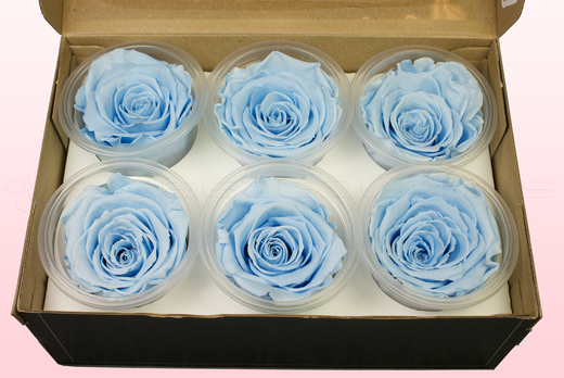 6 Rosas Sin Tallo Preservadas, Azul Claro, Tamaño L