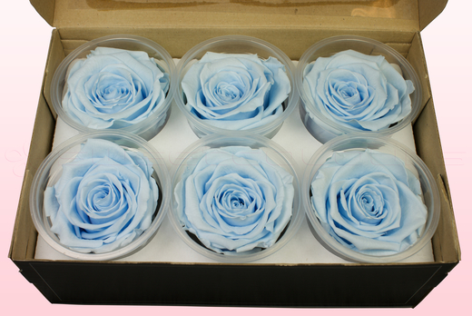 6 Têtes De Roses Conservées, Bleu Clair, Taille XL