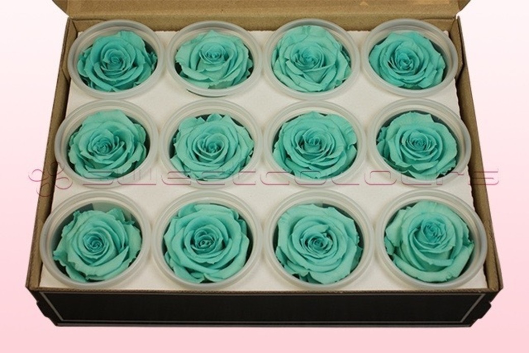 Preserved roses Turquoise