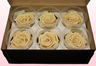 6 Preserved Rose Heads, Champagne, Size L
