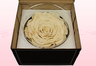 1 Preserved Rose, Champagne, Size XXL
