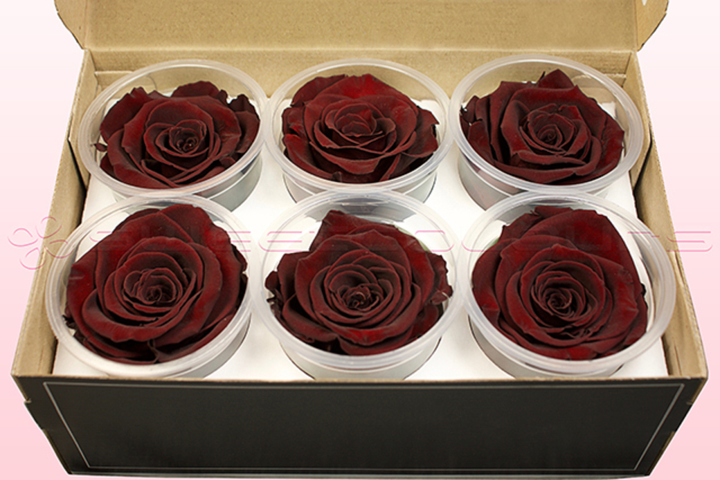 Preserved roses Dark brown