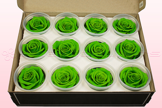 12 Têtes De Roses Conservées, Vert Pâle, Taille M