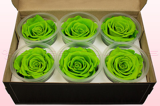 6 Preserved Rose Heads, Light Green, Size XL
