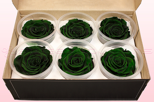 6 Preserved Rose Heads, Dark Green, Size XL
