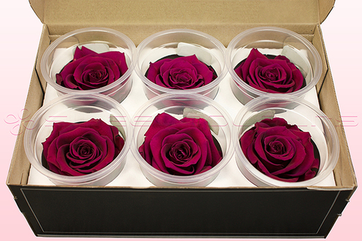 6 Preserved Rose Heads, Cerise Pink, Size L
