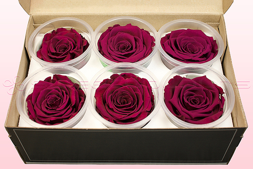 6 Preserved Rose Heads, Cerise Pink, Size XL

