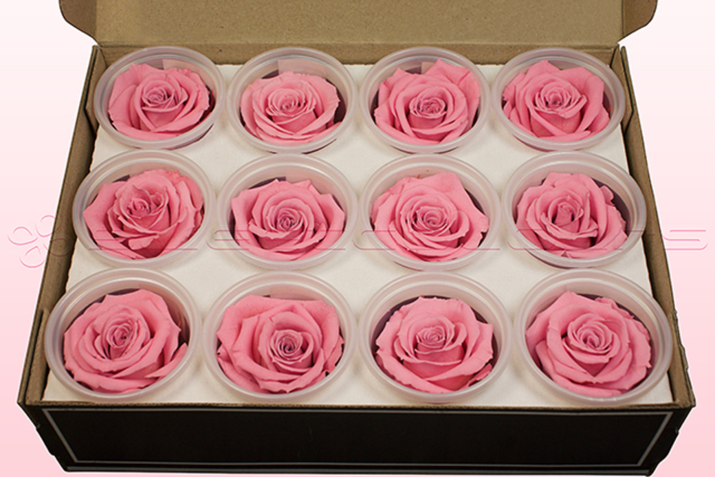 Preserved roses Light pink
