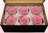 6 Preserved Rose Heads, Light Pink, Size L
