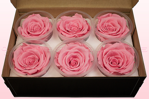 4 Stück Rosenblüte klassisch groß konserviert kräftig rosa pink 5,5-6,5 cm 