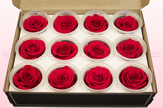 12 Preserved Rose Heads, Cranberry, Size M

