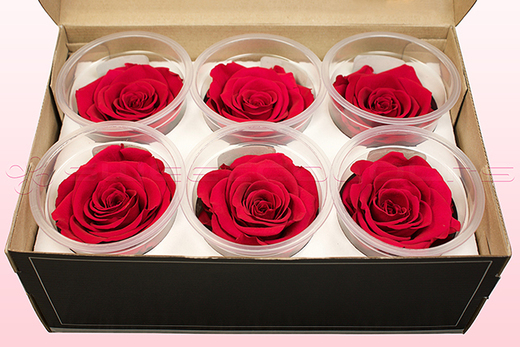 6 Preserved Rose Heads, Cranberry, Size L
