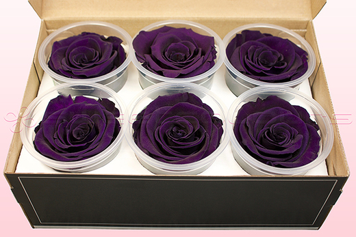 6 konservierte Rosenköpfe, Violett, Größe XL
