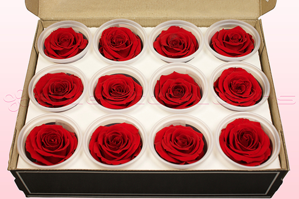 Preserved roses Red