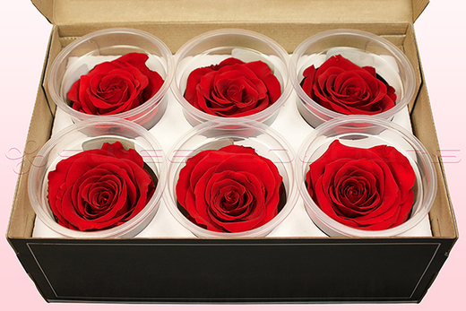 6 Stück Rosenblüte konserviert 8-8,5 cm Durchmesser rot Rose Premium 