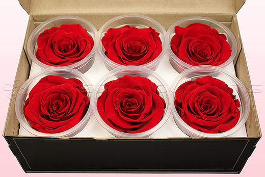 6 Preserved Rose Heads, Red, Size XL
