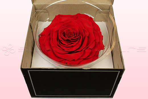 rot Rose Premium 6 Stück Rosenblüte konserviert 8-8,5 cm Durchmesser 