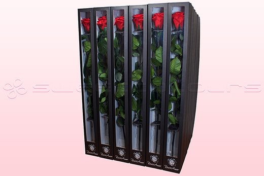 30 konservierte Rosen mit Stiel, Rot, Größe XL.