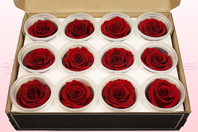 Preserved roses Dark red