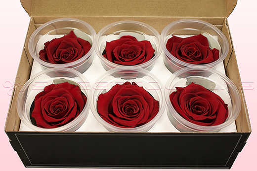 6 Têtes De Roses Conservées, Rouge foncé, Taille L