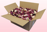 Boîte de 24 litres petales de roses lyophilises mélange seconde qualité