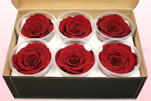 6 Rosas Sin Tallo Preservadas, Rojo Oscuro, Tamaño XL