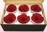 6 Têtes De Roses Conservées, Rouge foncé , Taille XL