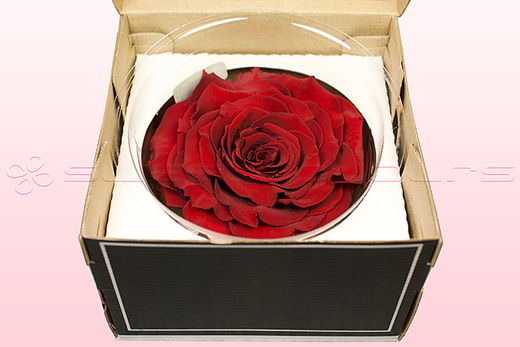 1 Preserved Rose, Dark Red, Size XXL
