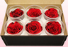 6 Têtes De Roses Conservées, Rouge-Noir, Taille XL