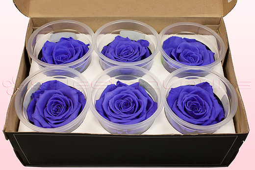 6 Preserved Rose Heads, Lilac, Size L
