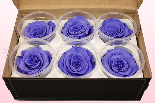6 Preserved Rose Heads, Lilac, Size XL
