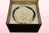 1 Preserved Rose, Off White, Size XXL
