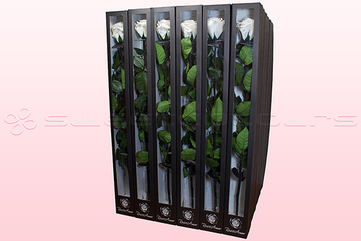 30 Rosas Preservadas Con Tallo, Blanco-Crema, Tamaño XL.
