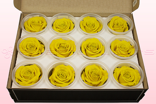 12 Preserved Rose Heads, Yellow, Size M
