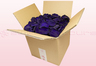 8 Liter Karton mit konservierten Rosenblättern in der Farbe Violett