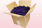 8 Liter Karton mit konservierten Rosenblättern in der Farbe Violett