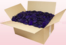 Confezione da 24 litri con petali di rosa stabilizzata di colore viola