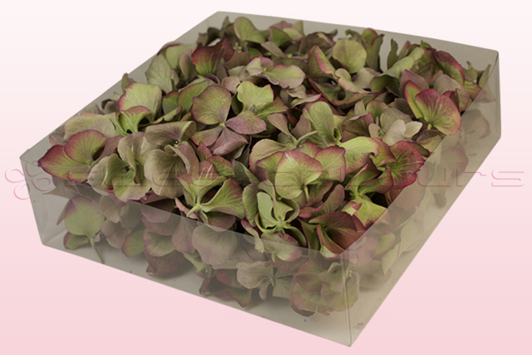 Hydrangea petals - Vintage green