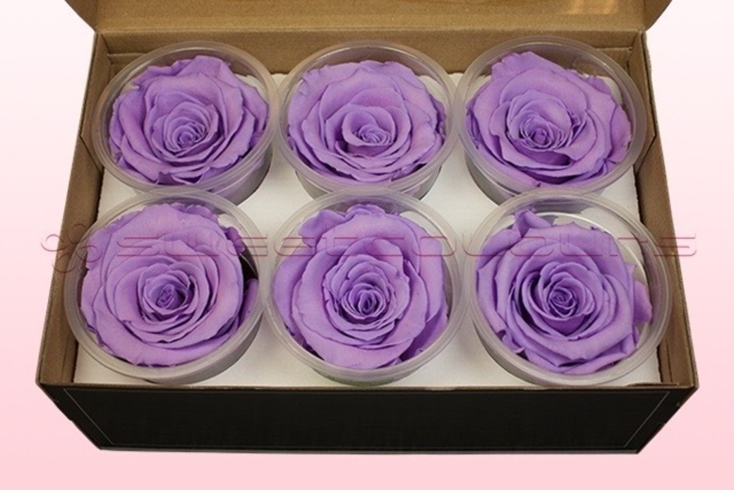 Preserved roses Lavender pastel