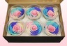 6 Preserved Rose Heads, Rainbow pastel, Size XL