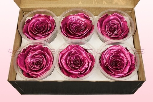6 konservierte Rosenköpfe, Metallic Rosa, Größe XL